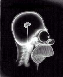 le cerveau d'Oli